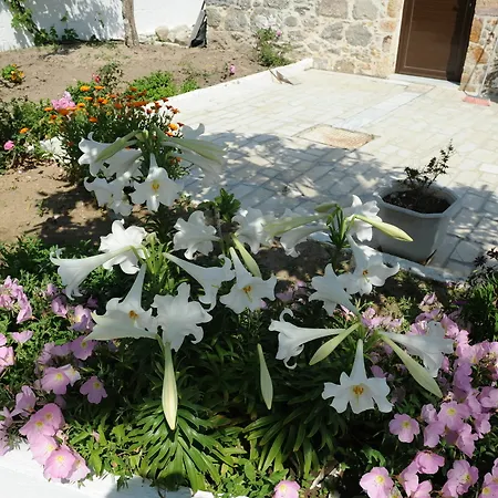 Daire Spring Kéfalos